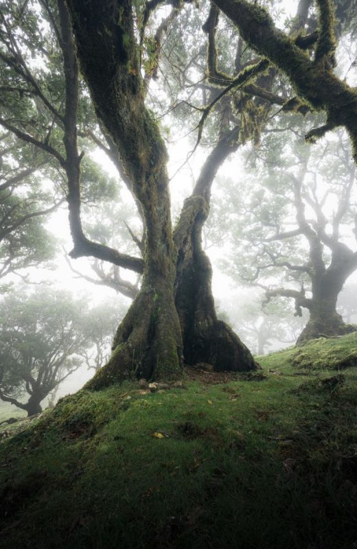 HD Foto paneel 80x120cm 60x90cm: Foggy Tree